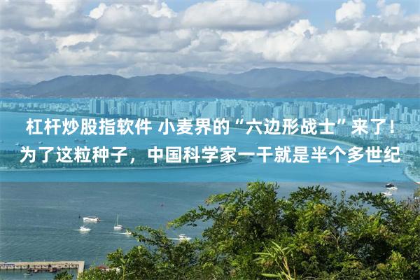 杠杆炒股指软件 小麦界的“六边形战士”来了！为了这粒种子，中国科学家一干就是半个多世纪